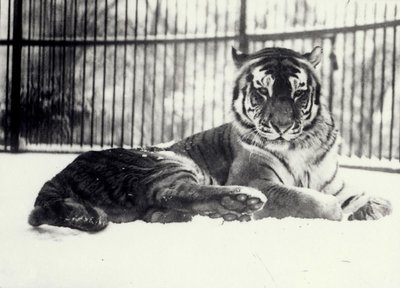 ロンドン動物園で雪の上シベリアまたはアムールトラ「モロク」 作： Frederick William Bond